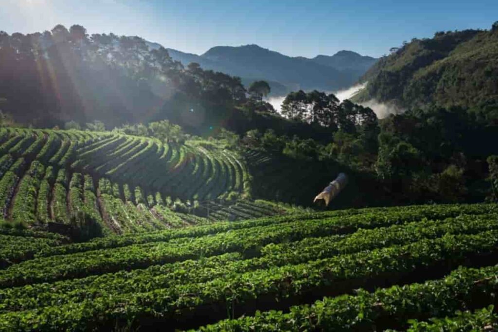 Tea Gardens and Happy Valley Tea Estate​