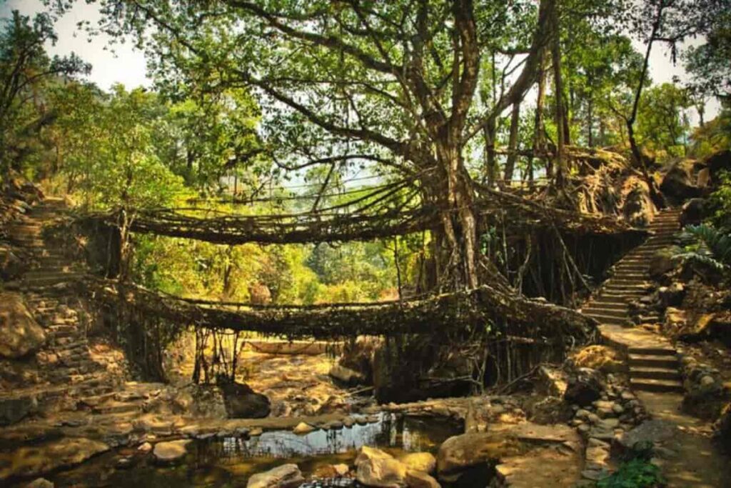 Double Decker Living Root Bridge
